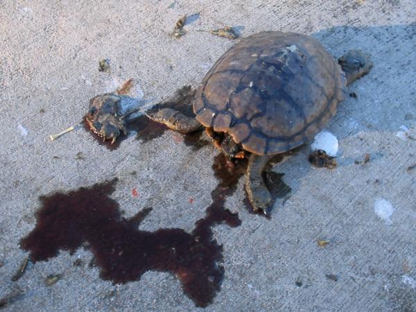 Beheaded turtle