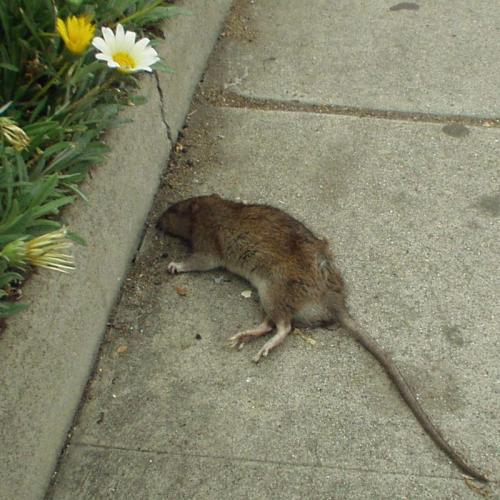 Dead Downtown rat